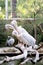 Group great white waterbird bird pelicans sit on long dry tree