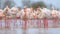 Group of greater flamingo in France