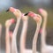 Group of greater flamingo in France