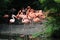 Group greater flamingo, Phoenicopterus roseus