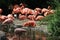 Group greater flamingo, Phoenicopterus roseus