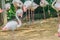 Group of Greater Flamingo (Phoenicopterus roseus) in the public park. Flamingos are very beautiful birds, long necks and legs,