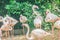 Group of Greater Flamingo (Phoenicopterus roseus) in the public park. Flamingos are very beautiful birds, long necks and legs,