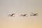 A group of Greater Flamingos in flight during sunrise