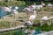 Group of greater flamingos near a pond or lagoon, Phoenicopterus roseus