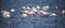 Group of Greater Flamingos in shallow water