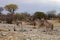 Group Greater kudu, Tragelaphus strepsiceros at the waterhole, Etosha National Park, Namibia