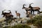 Group Gredos ibex in-Spain-Avila