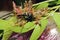 Group of green ants attacking a bee