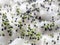 Group of green basil sprouts growing from cotton wool. Home seedlings closeup