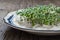 Group of green basil sprouts growing from cotton wool. Home seedlings closeup