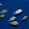 Group of Green/ Blue Chromis