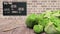 Group of green cabbages from farm field close up. Wooden table, brick wall and blackboard background