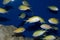 Group of Green Chromis damselfish