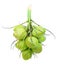 Group of green coconut plant isolated white background