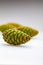 Group of green cones of wild pine Pinus Silvestris L..