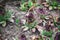 Group of green ecclesiastical bushes grows on stones