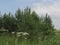 A group of green forest trees of fir trees with high meadow grass and white wildflowers along the bottom edge