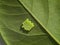 Group of green insect moth or butterfly eggs under leaf