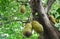 group of green jackfruit hanging on branch big tree . sweet tropical fruit thorn shell