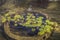 Group of green leaves floating on water. peaceful concept