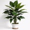 Group Green leaves tropical foliage plant bush of philodendron, Dracaena and fern are isolated on a white background.