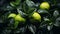 a group of green limes with water droplets on them