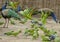 Group of green parrots and peacocks in Ranthambore National Park