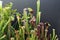 A group of green and red Trumpet Plants, Sarracenia oreophila, against a black background