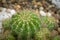 A group of green succulent cactus Echinopsis for decorating in the rock garden