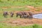 Group of Grevy's zebras stands by the pond. It is a wildlife photo in Africa, Kenya, Tsavo East National park.