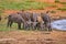 Group of Grevy's zebras stands by the pond. It is a wildlife photo in Africa, Kenya, Tsavo East National park.