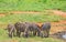 Group of Grevy's zebras stands by the pond. It is a wildlife photo in Africa, Kenya, Tsavo East National park. I