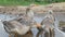 Group of grey geese are resting in rural puddle, summer day in village, hot weather