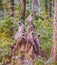 Group of grey langur or Hanuman langur or Semnopithecus on the jungle.