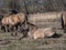 Group of grey semi-wild Polish Konik horses in floodland meadow with green vegetation in spring. Wild horses outdoors