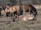 Group of grey semi-wild Polish Konik horses in floodland meadow with green vegetation in spring. Wild horses outdoors