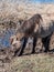 Group of grey semi-wild Polish Konik horses in floodland meadow with green vegetation in spring. Wild horses outdoors