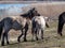 Group of grey semi-wild Polish Konik horses in floodland meadow with green vegetation in spring. Wild horses outdoors