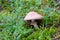 a group of grey veiled amanita (Amanita porphyria) mushrooms in