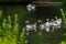 A group of Greylag geese swim happily in a pond