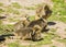 Group of greylag goslings