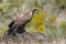 Group of Griffon Vulture Gyps fulvus perched on rocks