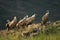 A group of Griffon Vultures Gyps fulvus in the green grass sitting on the rocks in evening sun