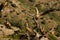 The group of Griffon vultures Gyps fulvus sitting on the grey rocks and on the branch