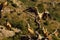 The group of Griffon vultures Gyps fulvus sitting on the grey rocks and on the branch