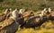 A group of Griffon Vultures resting on the ground