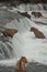 Group of grizzlies at Brook Falls, Alaska