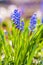 Group of growing blooming Muscari, Bluebells blue flowers