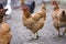 Group of grown healthy red and black hens and big brown rooster outside in poultry yard on bright sunny day. Chicken farming,